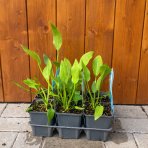 Žabník obyčajný (Alisma plantago-aquatica) - výška 10-20 cm, kont. P9